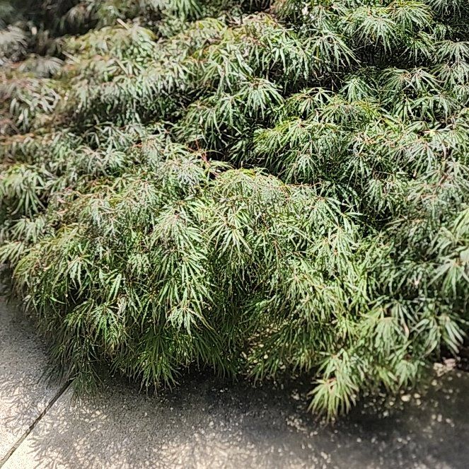 Photo of the plant species Japanese Maple by @SaluteRosilla named Robert Plant on Greg, the plant care app