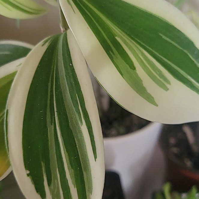 Photo of the plant species Common Solomon's Seal by @FreeButterwort named Planty on Greg, the plant care app