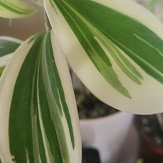 Photo of the plant species Common Solomon's Seal by @FreeButterwort named Captain Plant-it on Greg, the plant care app