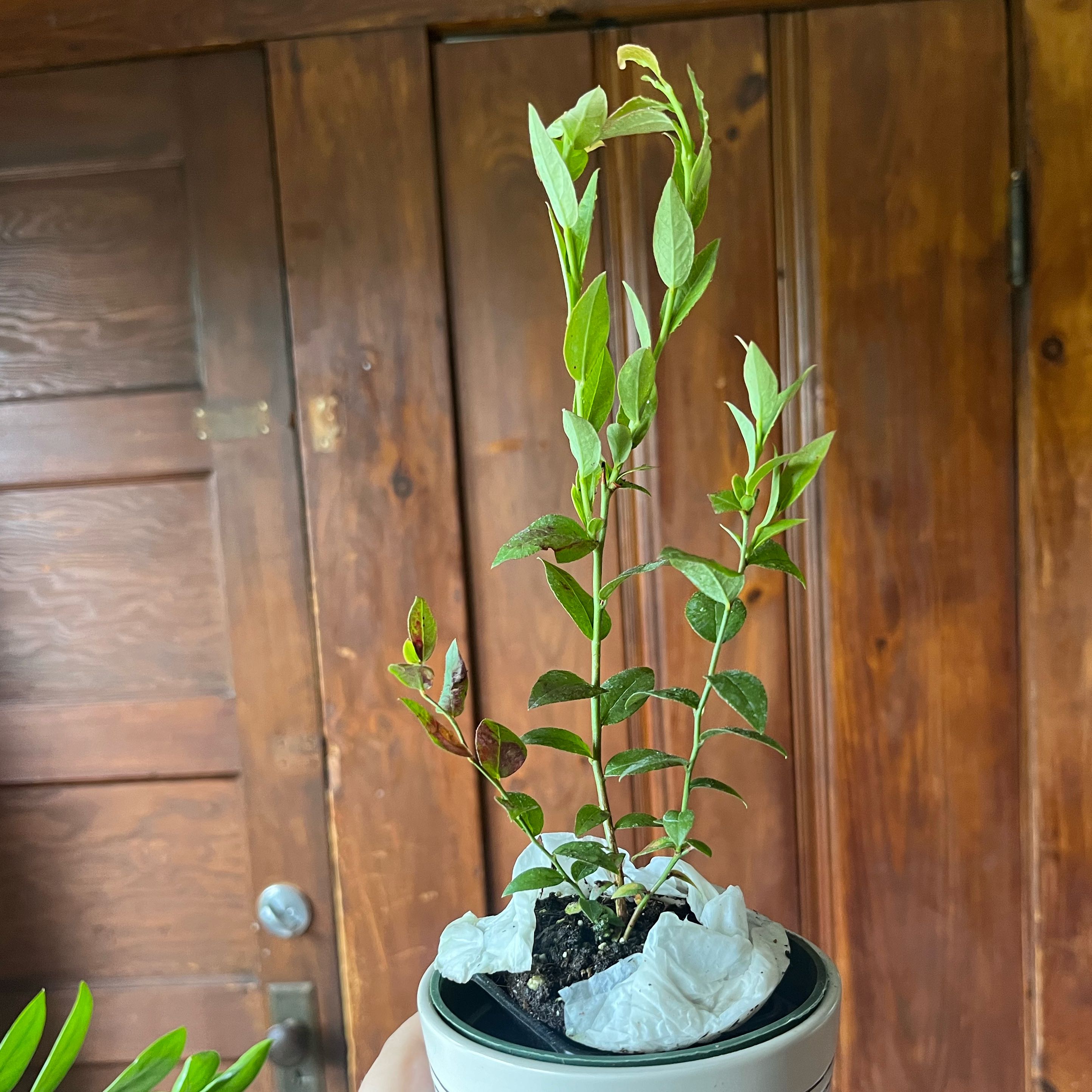 Photo of the plant species Top Hat Blueberry by @UnbeatenLithop named Cleopatra on Greg, the plant care app