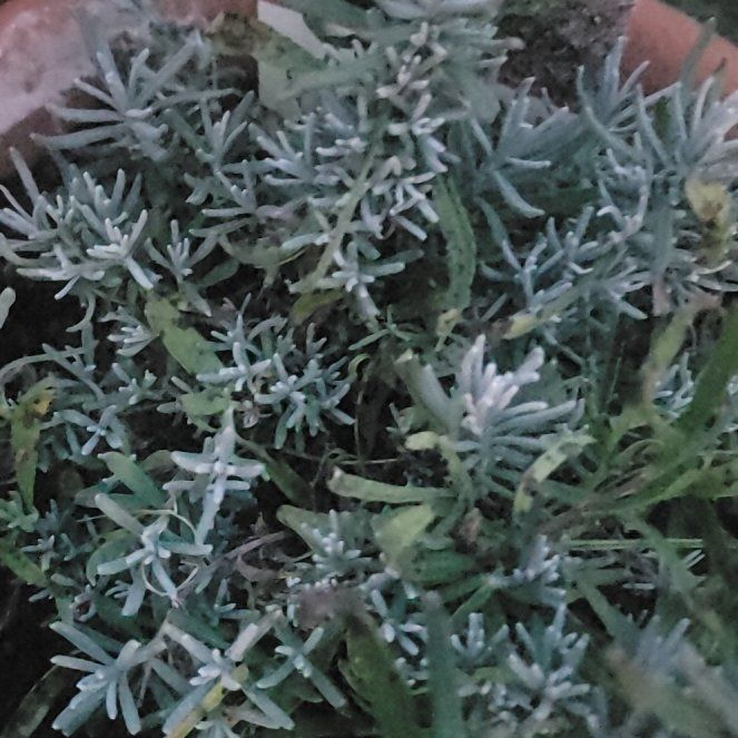 Photo of the plant species Mediterranean Strawflower by @LitheHoyamillie named Pax on Greg, the plant care app