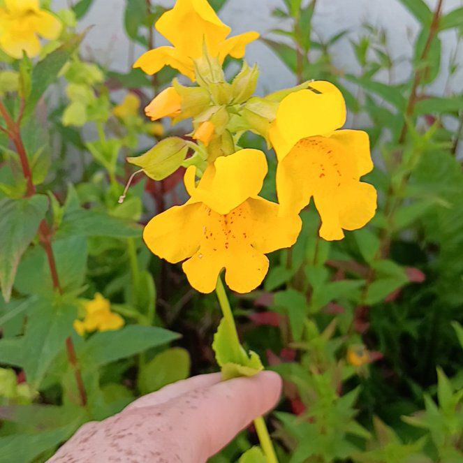 Photo of the plant species Common Yellow Monkeyflower by @JoysomeDateplum named Sproutacus on Greg, the plant care app