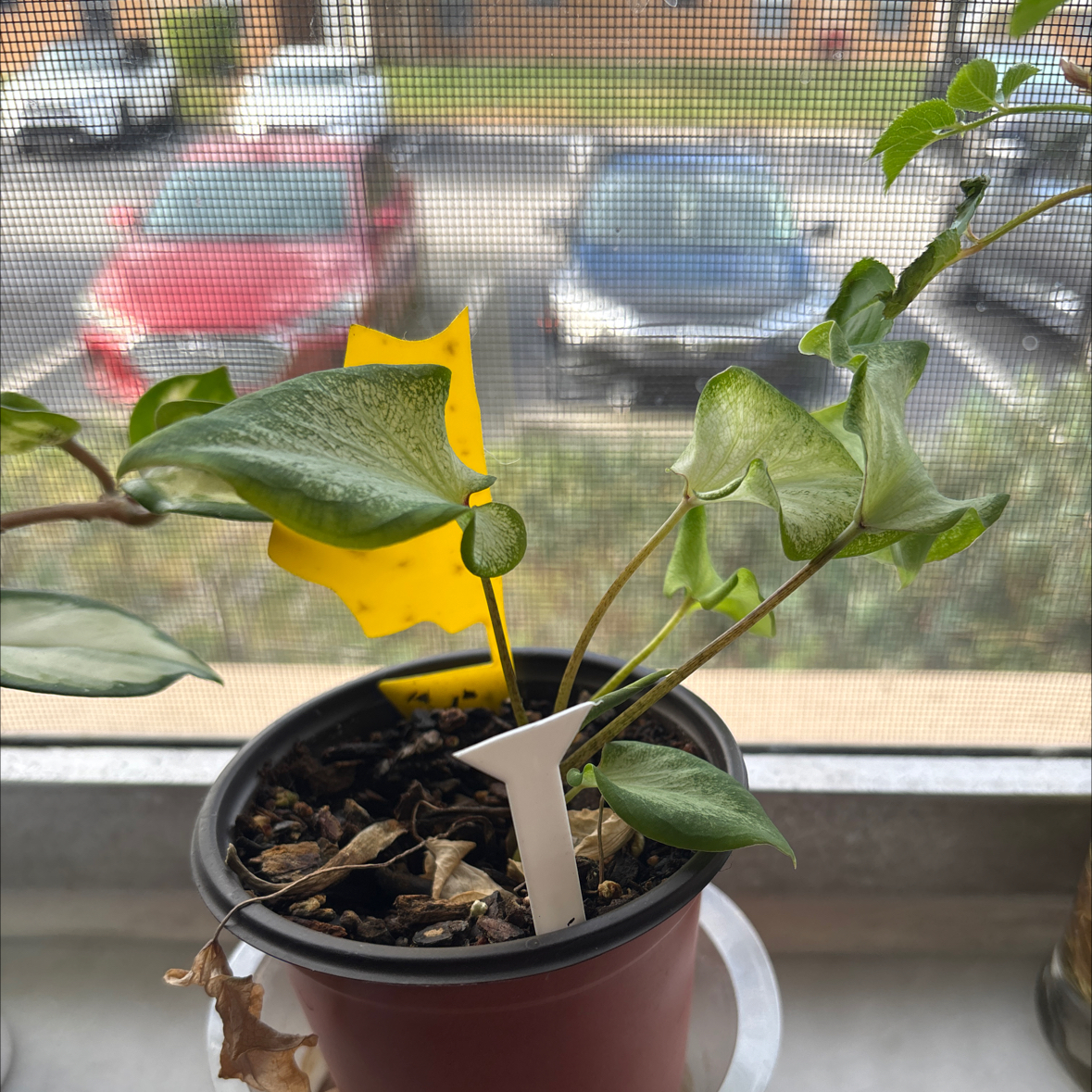 Photo of the plant species Caladium 'Icicle' by @atrugem_ini named Nithin on Greg, the plant care app