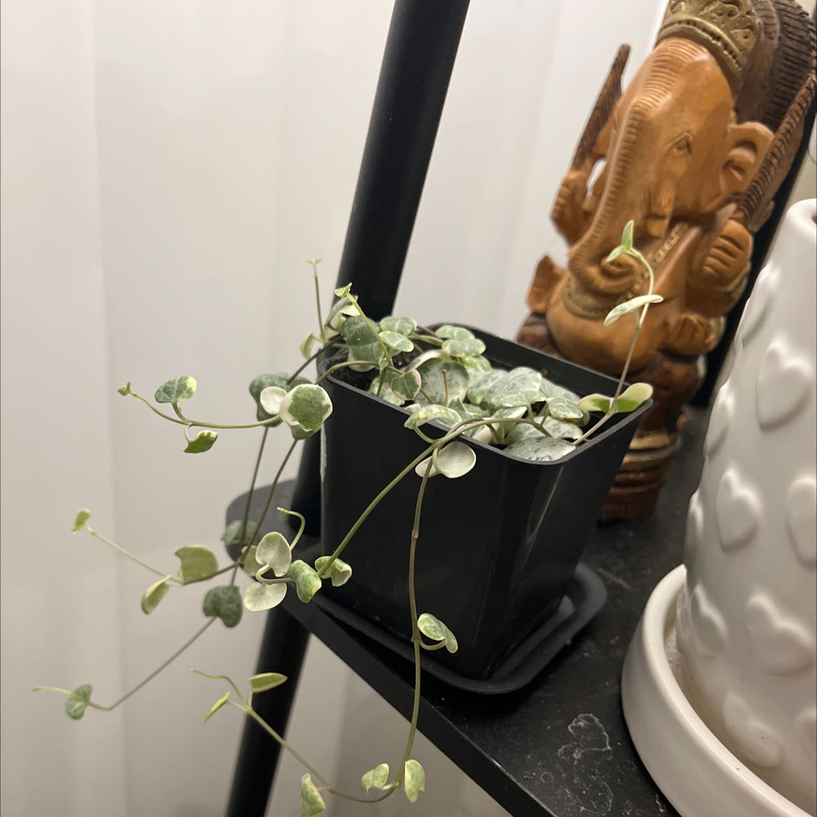 Variegated string of hearts plant in a black pot, healthy with variegated leaves.