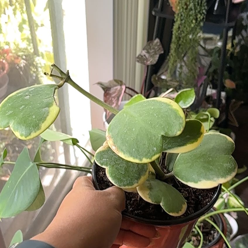 Variegated Heart Leaf Hoya plant with yellowing and browning leaves, held by a hand.