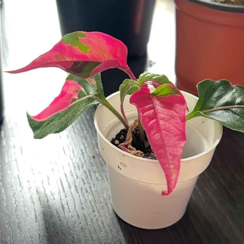 Photo of the plant species Joseph's Coat 'Partytime' by @atrugem_ini named Sage on Greg, the plant care app