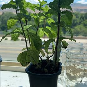 Photo of the plant species Kentucky Colonel Mint by @SwellSweetbaby named Naomi on Greg, the plant care app