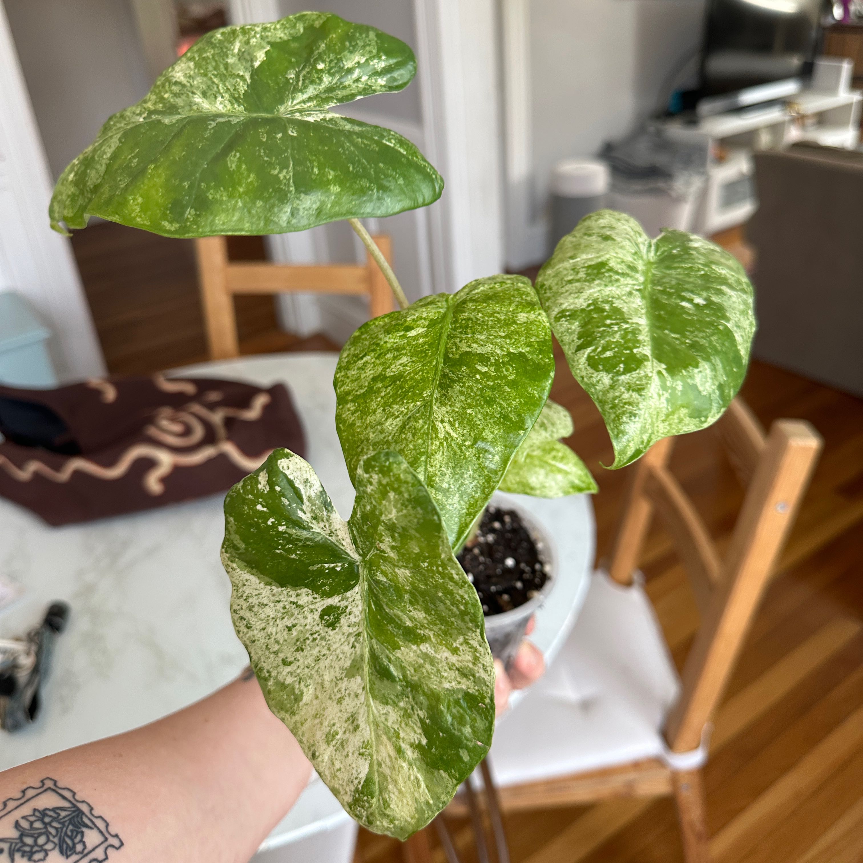 Photo of the plant species Blizzard Elephant Ear by @PLANTE named Bieber on Greg, the plant care app
