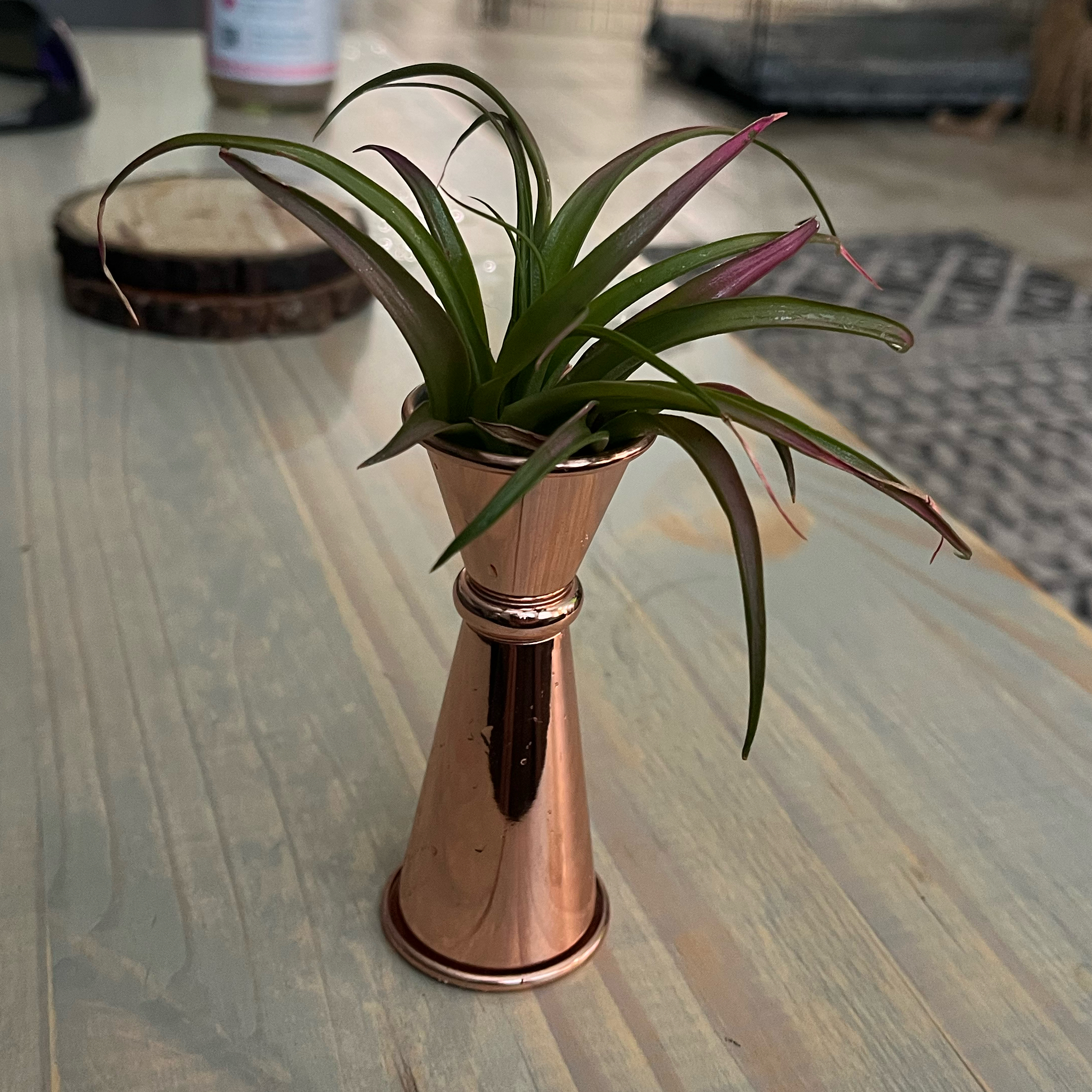 Photo of the plant species Abdita by @PromptBearcorn named Heatmeizer on Greg, the plant care app