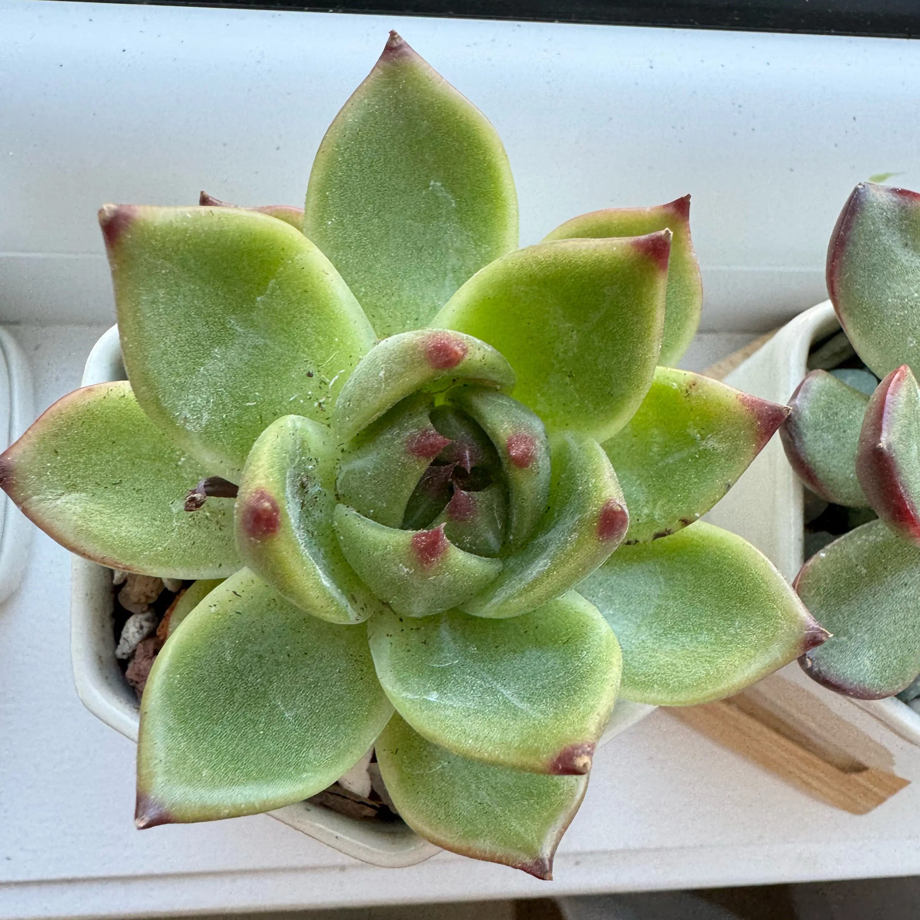 Photo of the plant species Blue Dragon by @YokeNectarine named Emerson on Greg, the plant care app