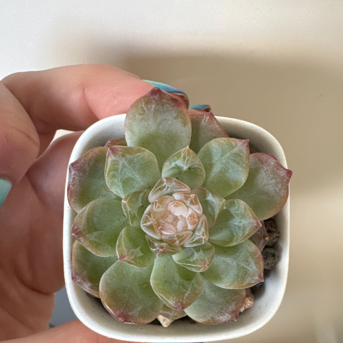 Photo of the plant species Echeveria Amber by @YokeNectarine named Stella on Greg, the plant care app