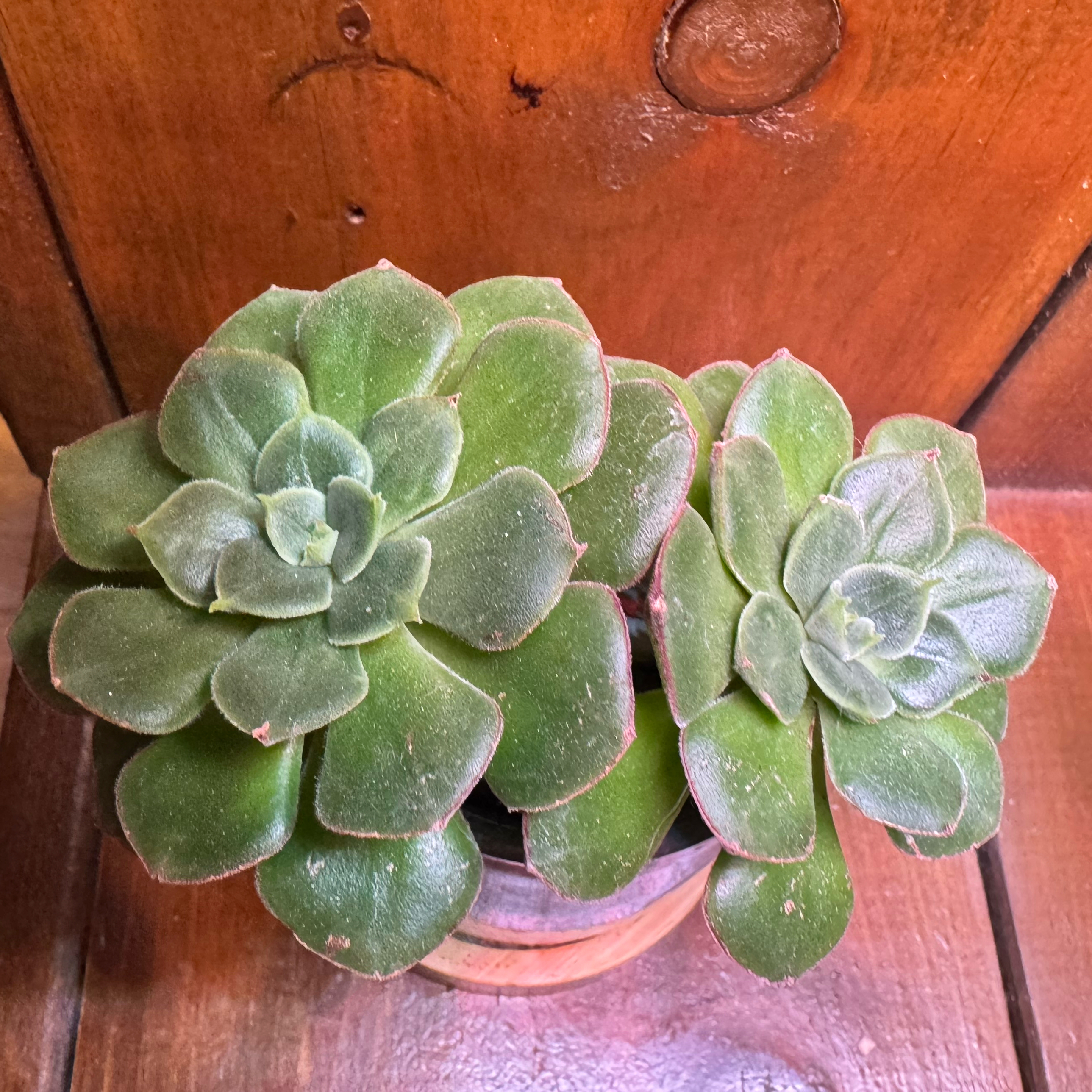 Photo of the plant species Echeveria 'Joan Daniel' by @YokeNectarine named Luna on Greg, the plant care app