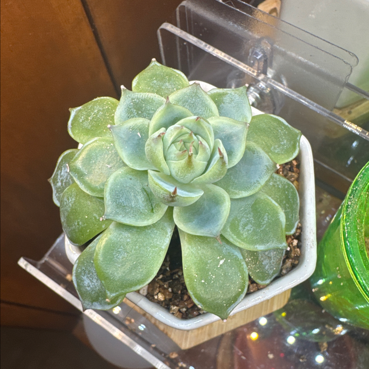 Photo of the plant species Echeveria 'Pink Crystal' by @YokeNectarine named Cleopatra on Greg, the plant care app