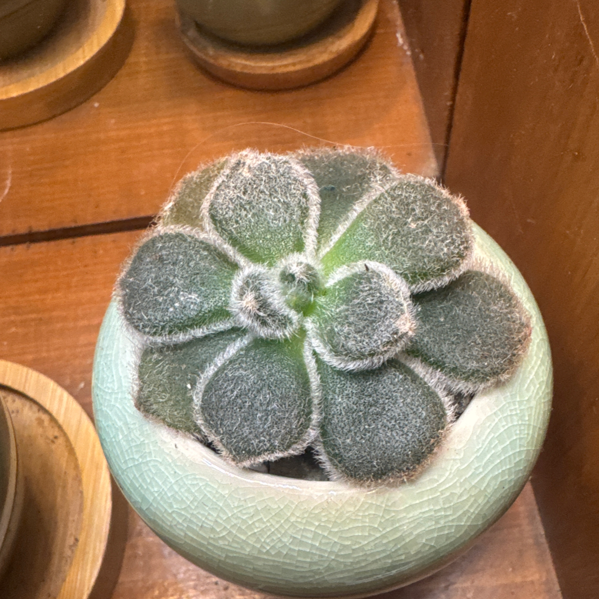 Photo of the plant species Woolly Rose by @YokeNectarine named Harry on Greg, the plant care app
