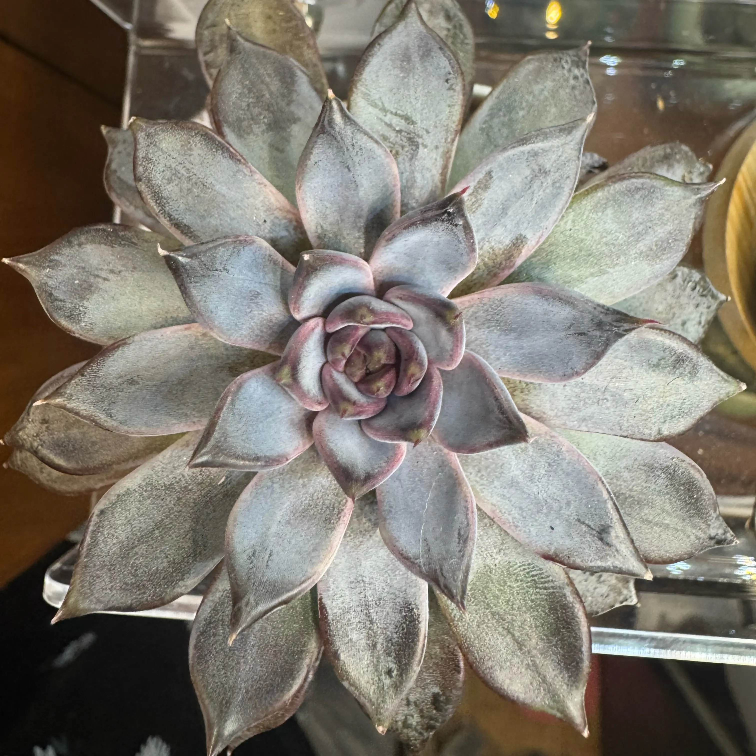 Photo of the plant species Korean Echeveria 'Black Zaragosa' by @YokeNectarine named Xena on Greg, the plant care app
