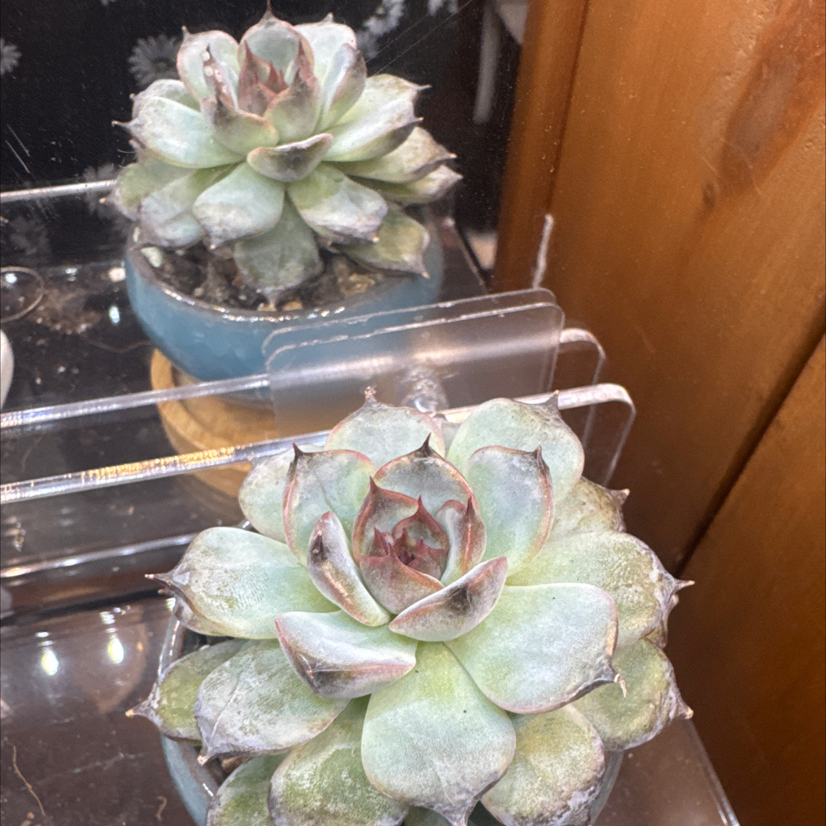 Photo of the plant species Korean Echeveria 'Black Zaragosa' by @YokeNectarine named Choco Grace on Greg, the plant care app