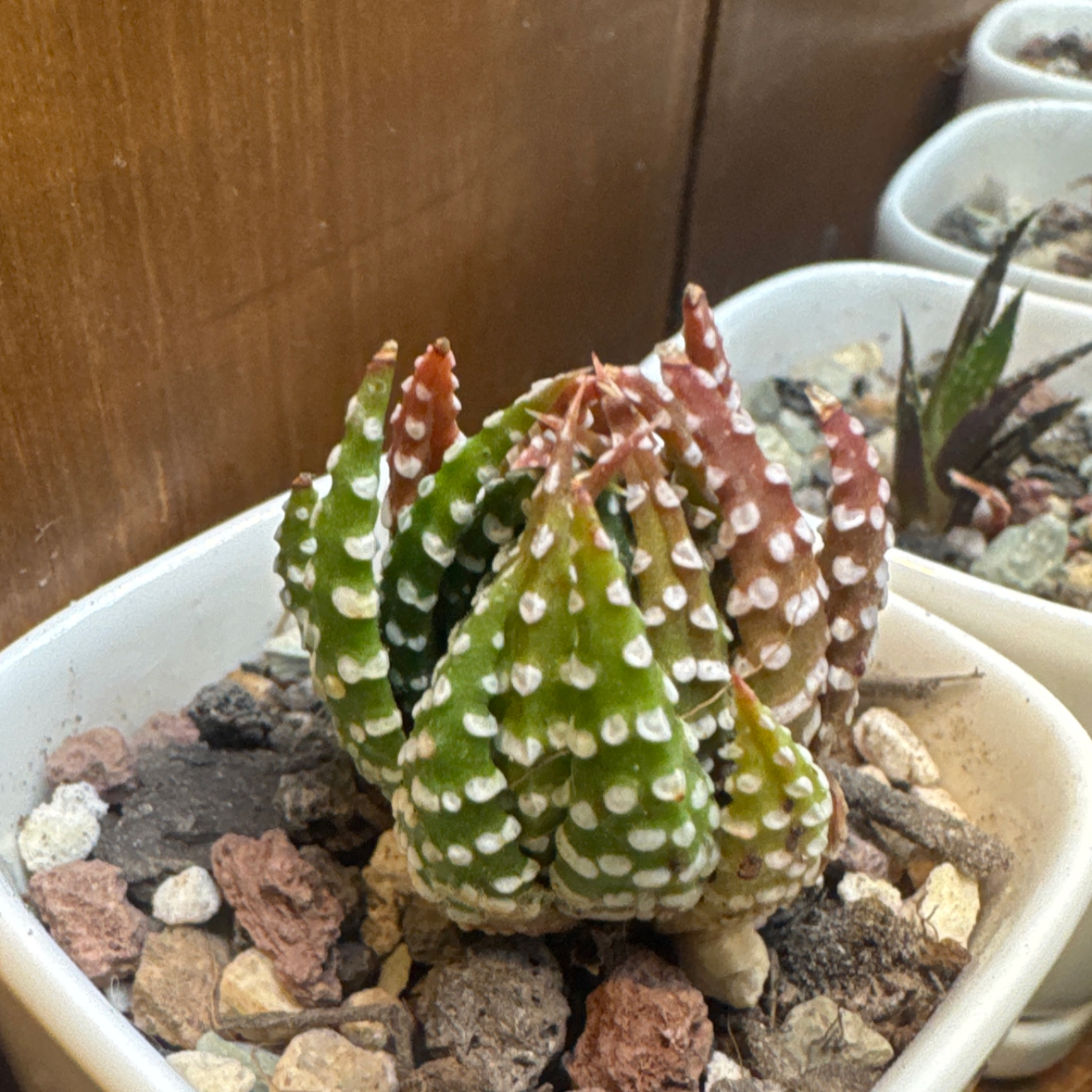 Photo of the plant species Crowded Haworthia by @YokeNectarine named Remington on Greg, the plant care app