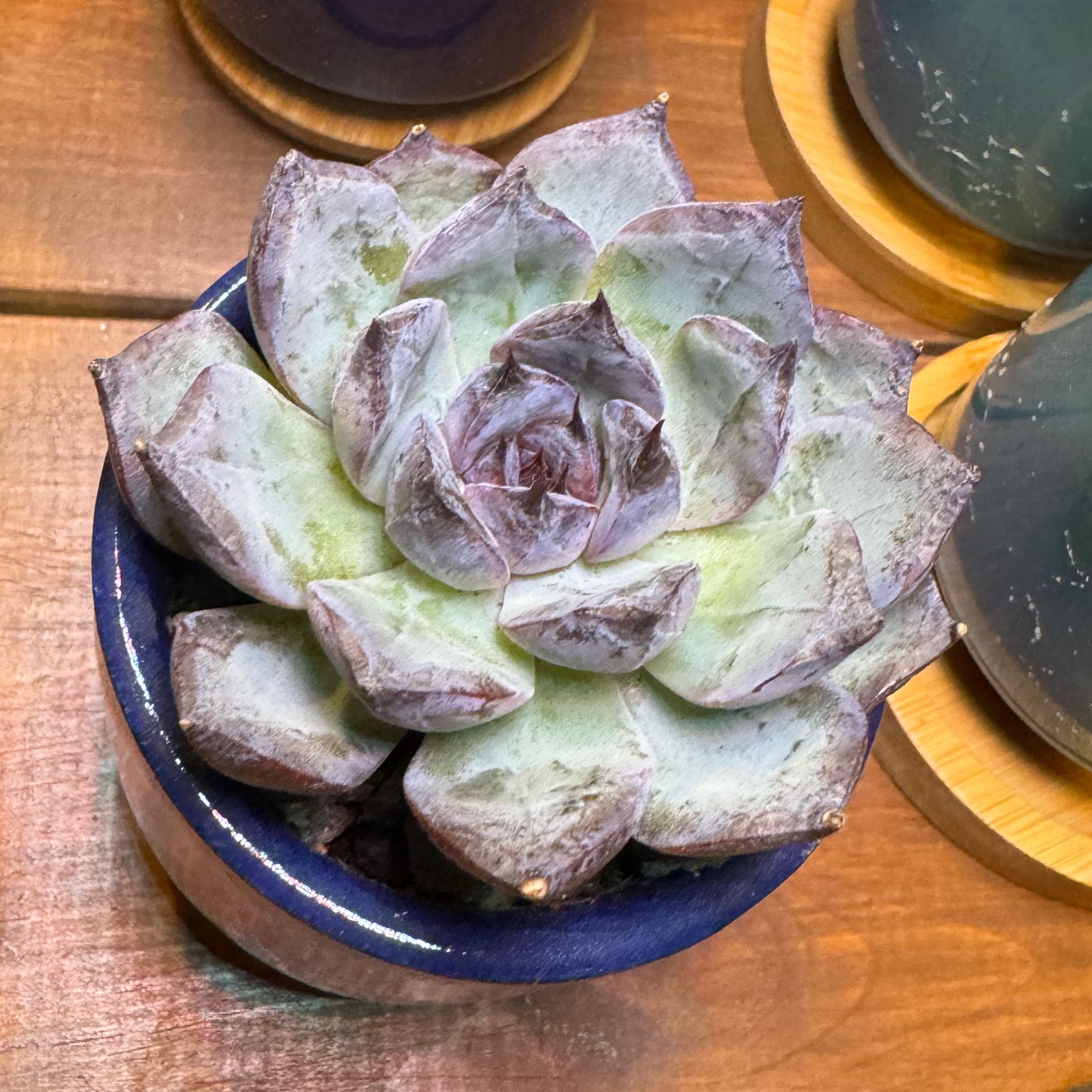 Plant care for Korean Melon on Greg, the plant care app