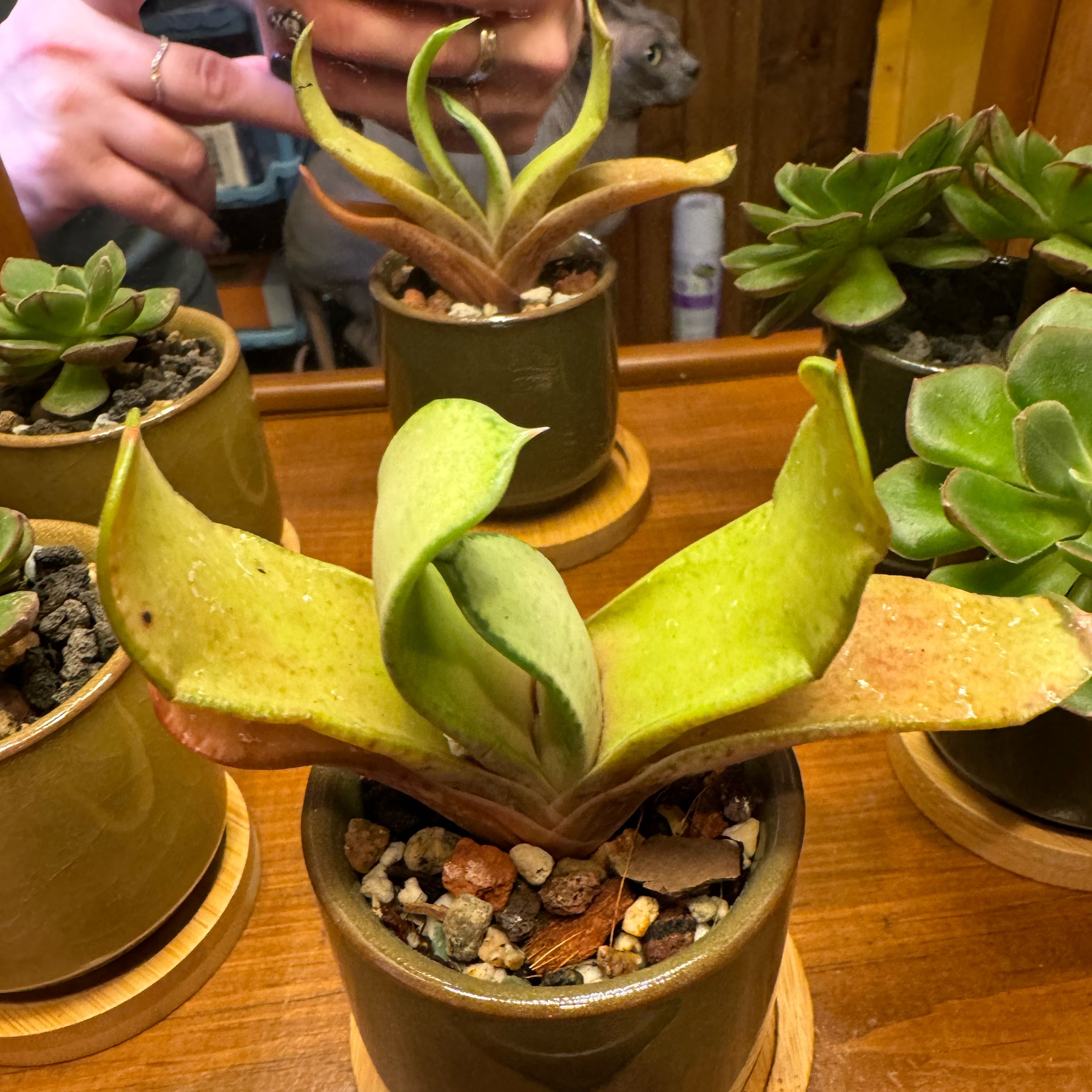 Photo of the plant species Gasteria gracilis by @YokeNectarine named Pax on Greg, the plant care app