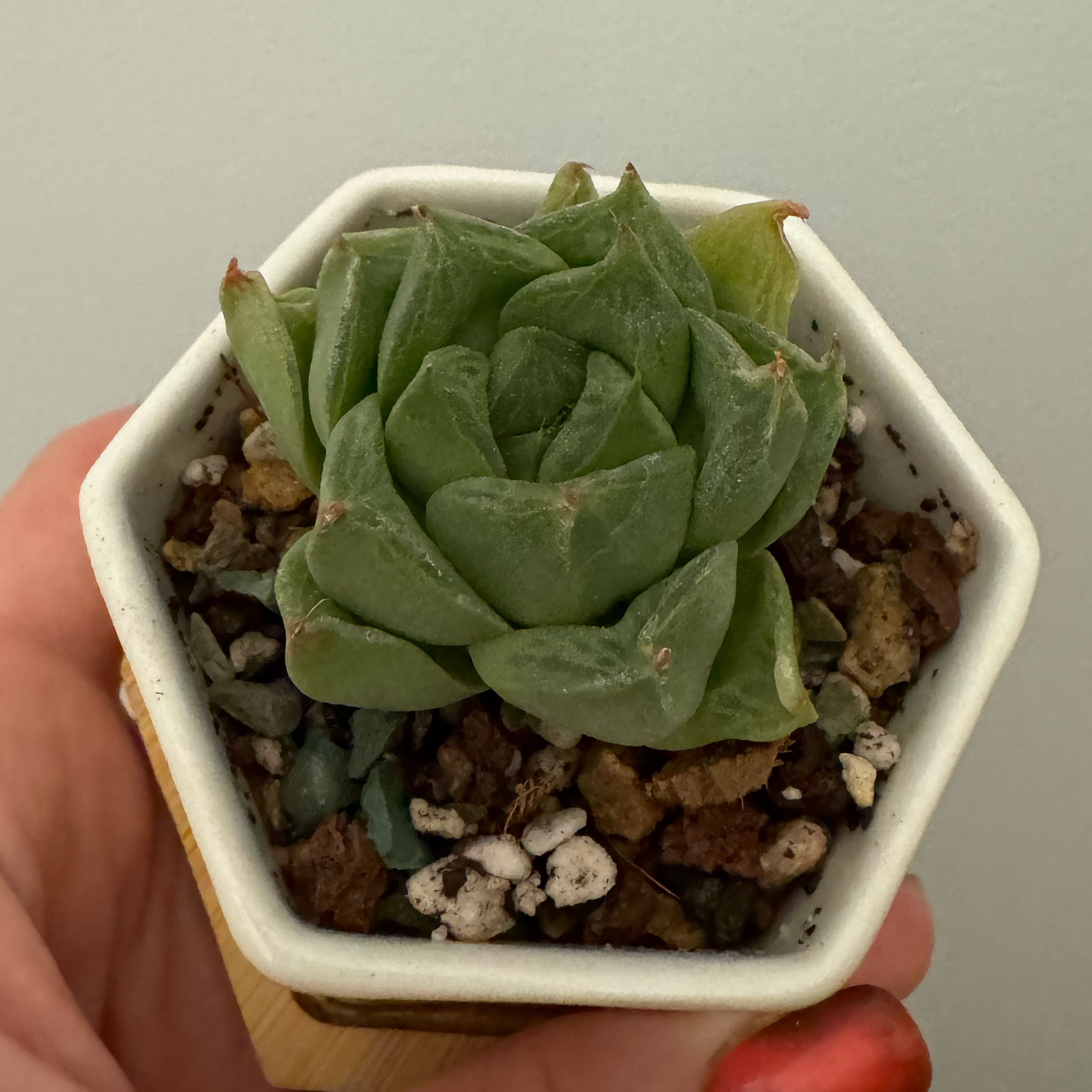 Photo of the plant species Variegated Haworthia cuspidata by @YokeNectarine named Marley on Greg, the plant care app