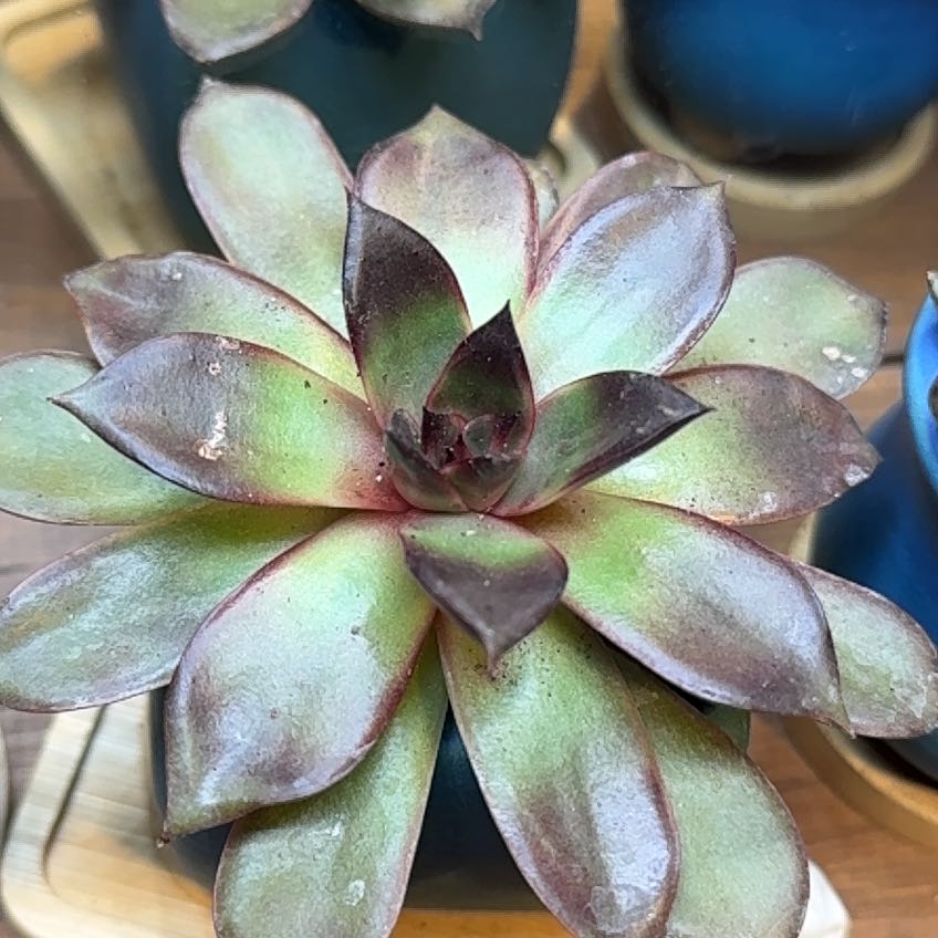 Photo of the plant species Echeveria Red Rose by @YokeNectarine named Rosa on Greg, the plant care app