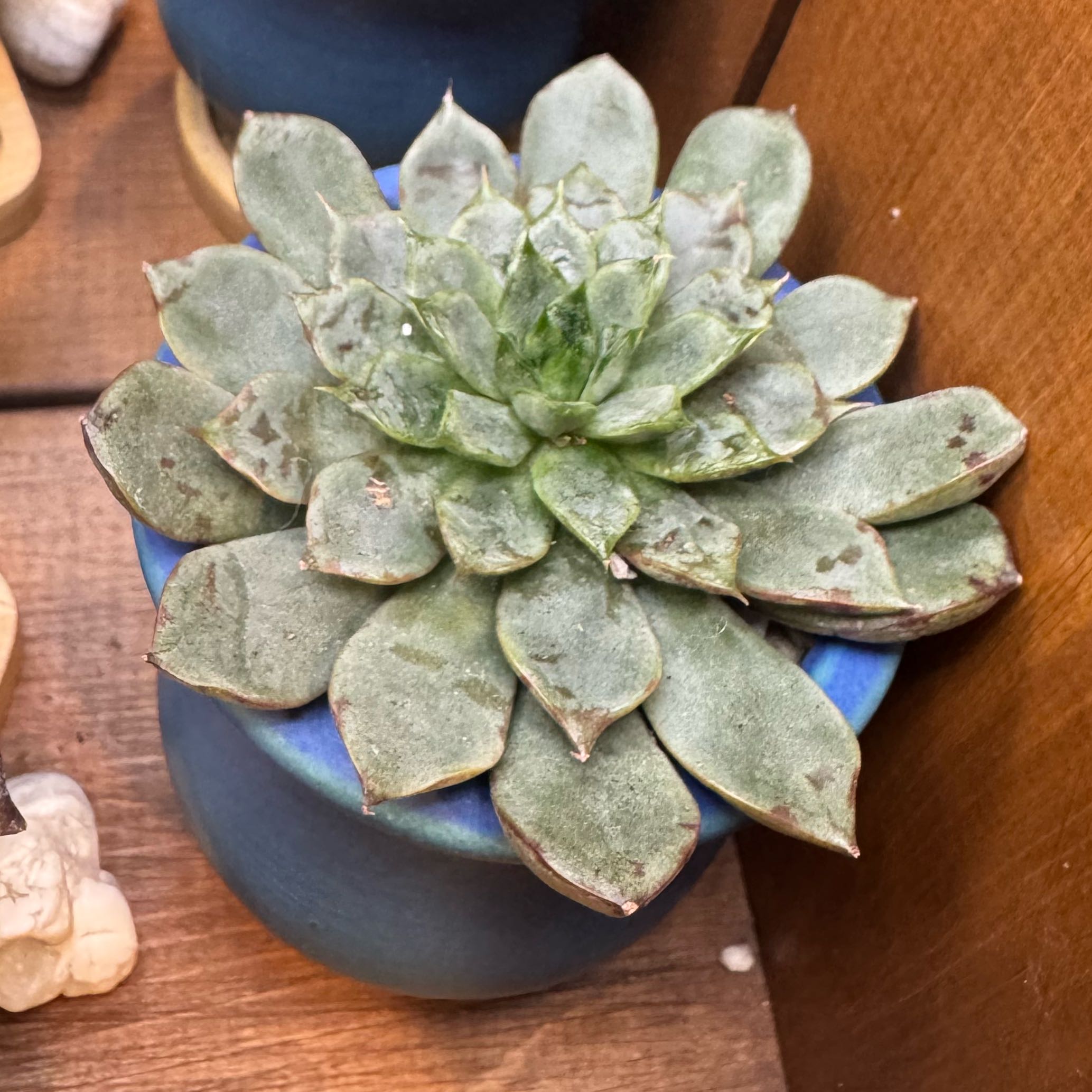 Photo of the plant species Firework by @YokeNectarine named July on Greg, the plant care app