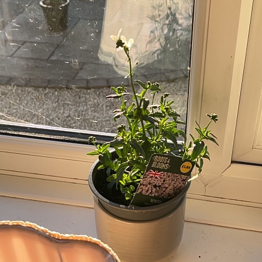 Photo of the plant species nemesia by @FirstrateHedera named Eva on Greg, the plant care app