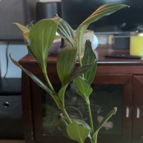 Photo of the plant species Malaysian Orchid by @SummeryCliantro named Mochi on Greg, the plant care app