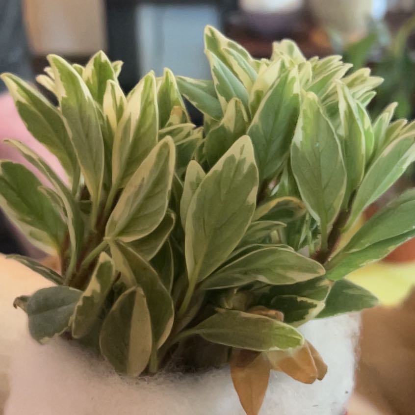 Photo of the plant species Goldfish Plant by @SummeryCliantro named James Dean on Greg, the plant care app