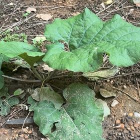 Photo of the plant species Lesser Burrdock by Markus named Gaga on Greg, the plant care app