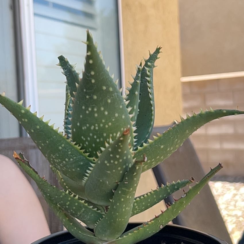 Photo of the plant species Aloe 'Allosaurus' by @BoldLizardstail named jerry on Greg, the plant care app