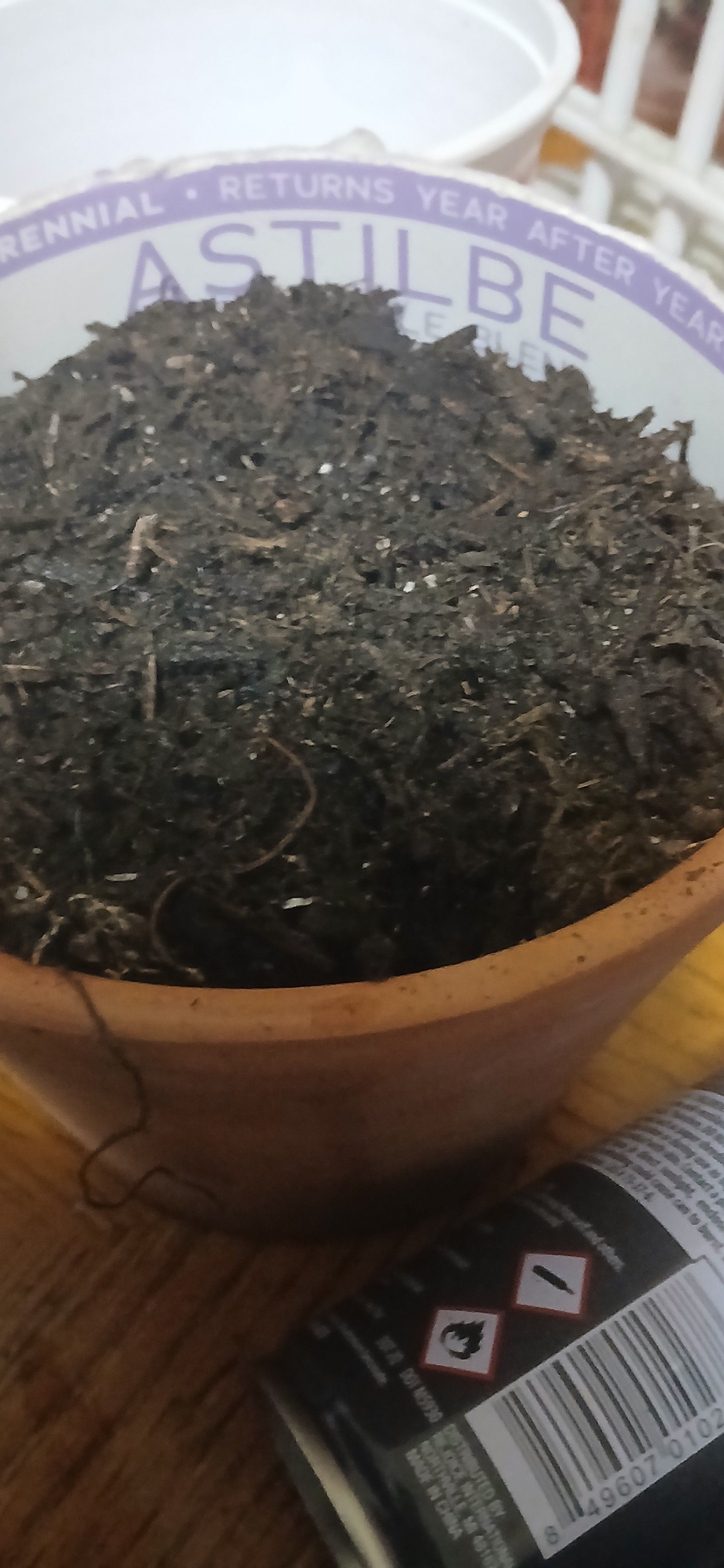Photo of the plant species Astilbe x 'Younique Lilac™' by @CerebralKamahi named Queen on Greg, the plant care app