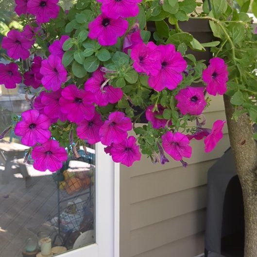 Photo of the plant species Pink Sky Petunia by @BuffJubileeivy named Sherlock on Greg, the plant care app