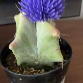 Photo of the plant species Star Lotus by @ZappyJellybeans named Messi on Greg, the plant care app