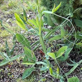 Photo of the plant species Lathyrus Latifolius by @WiseGermaniris named Sigmund on Greg, the plant care app