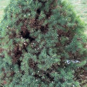 Photo of the plant species American Common Juniper by @WiseGermaniris named Fernie Mercury on Greg, the plant care app