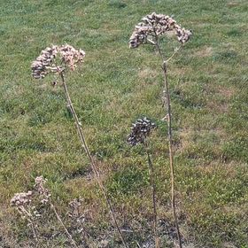 Photo of the plant species Wild Leek by @WiseGermaniris named Gregarious on Greg, the plant care app