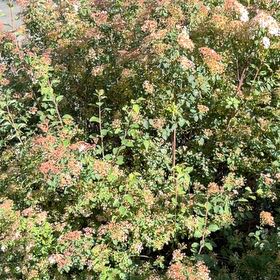 Photo of the plant species Rose Meadowsweet by @WiseGermaniris named Darwin on Greg, the plant care app
