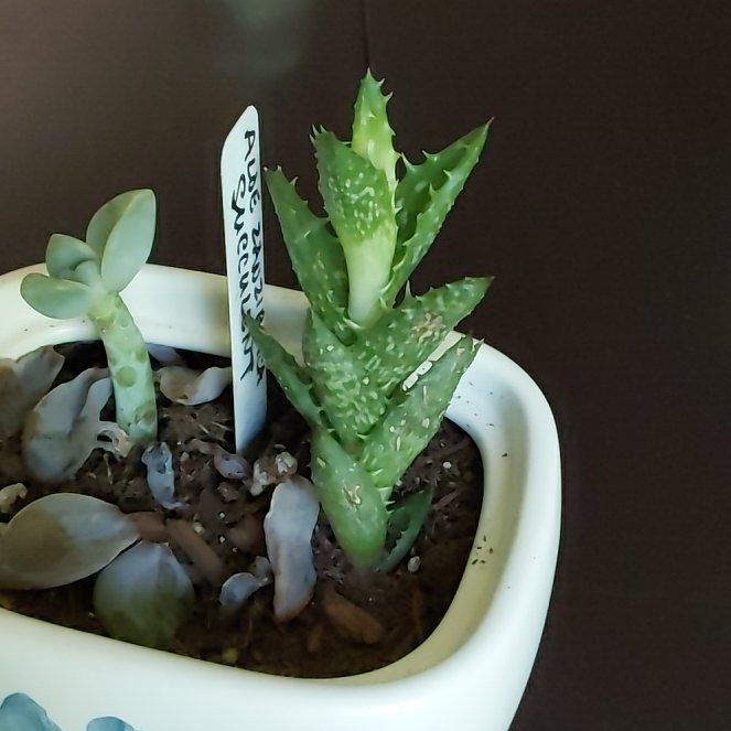 Photo of the plant species Narrow-leafed Tiger Tooth Aloe by @BeneficWaxvine named Duke on Greg, the plant care app