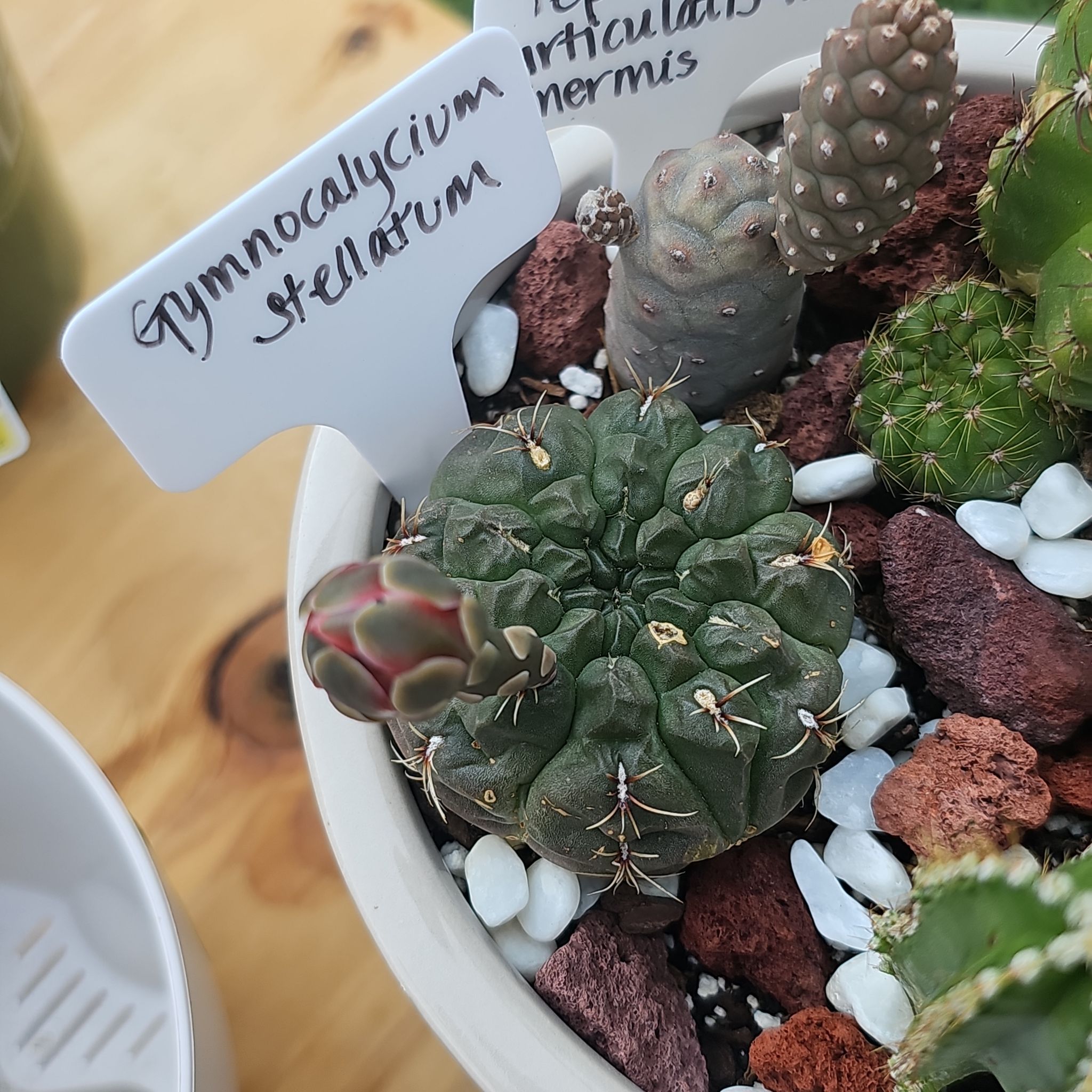Photo of the plant species Gymnocalcium Stellatum by @FunnySycamore named Rainier on Greg, the plant care app