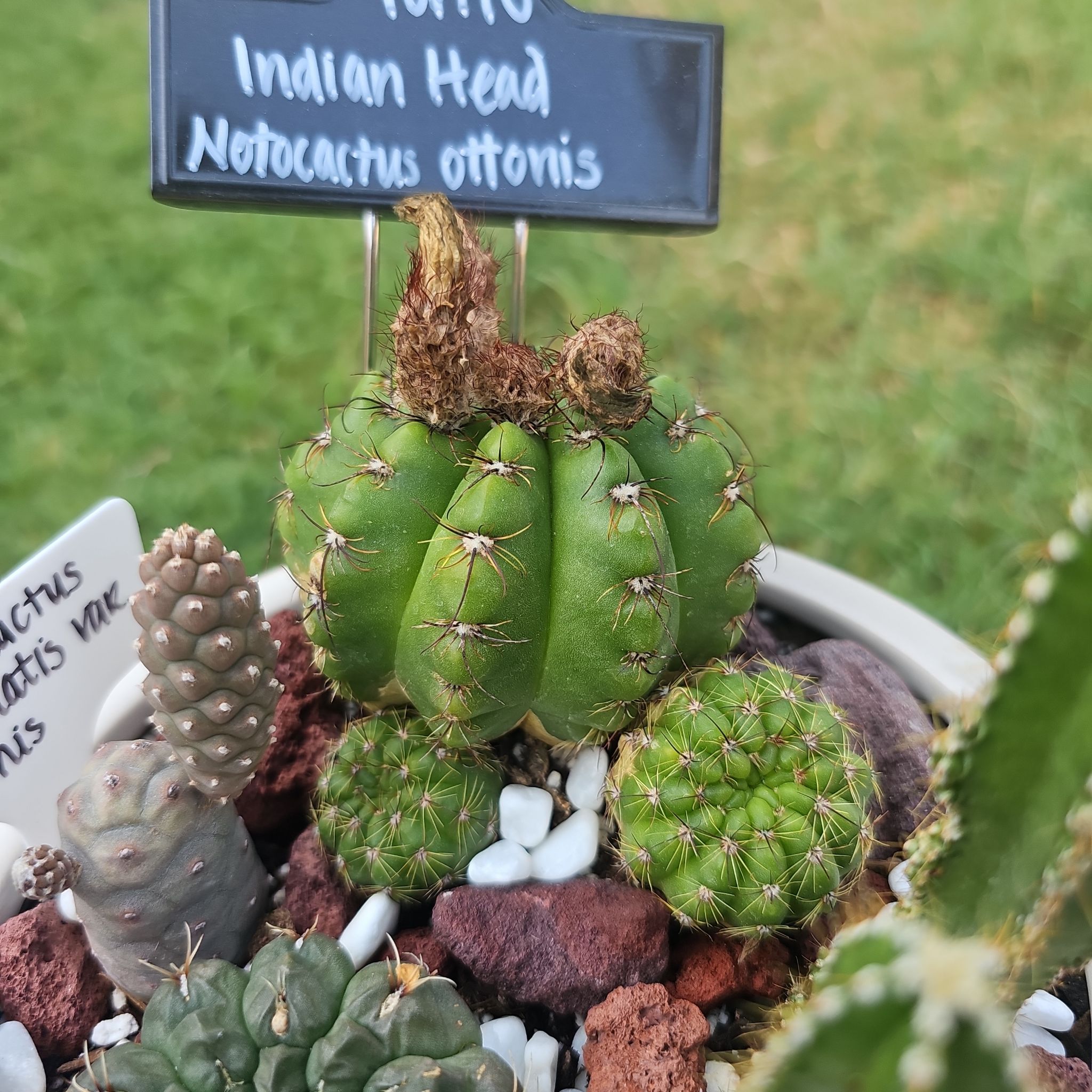 Photo of the plant species Notocactus ottonis by @FunnySycamore named Tonto on Greg, the plant care app