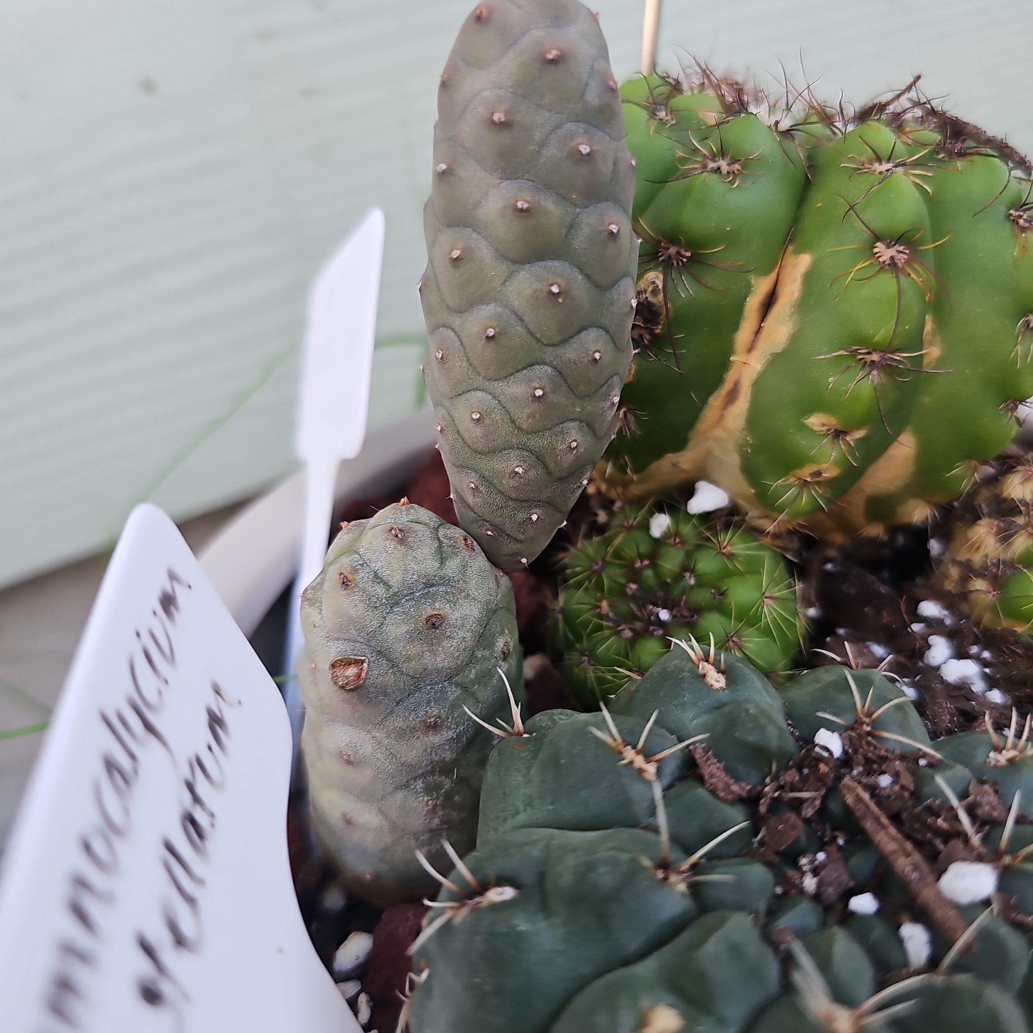 Photo of the plant species Pine Cone cactus by @FunnySycamore named Forrest on Greg, the plant care app