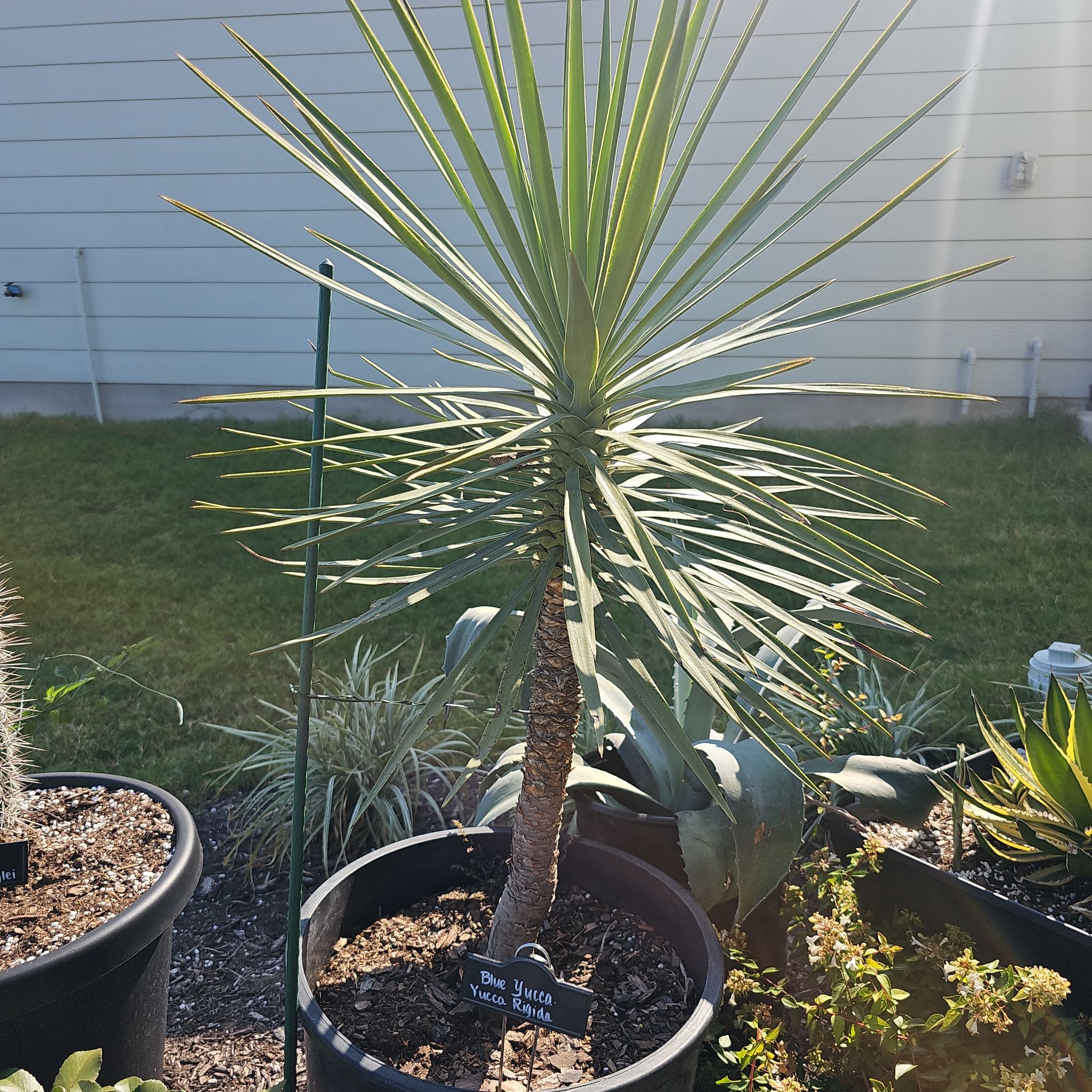 Photo of the plant species Yucca rigida by @FunnySycamore named Mochi on Greg, the plant care app