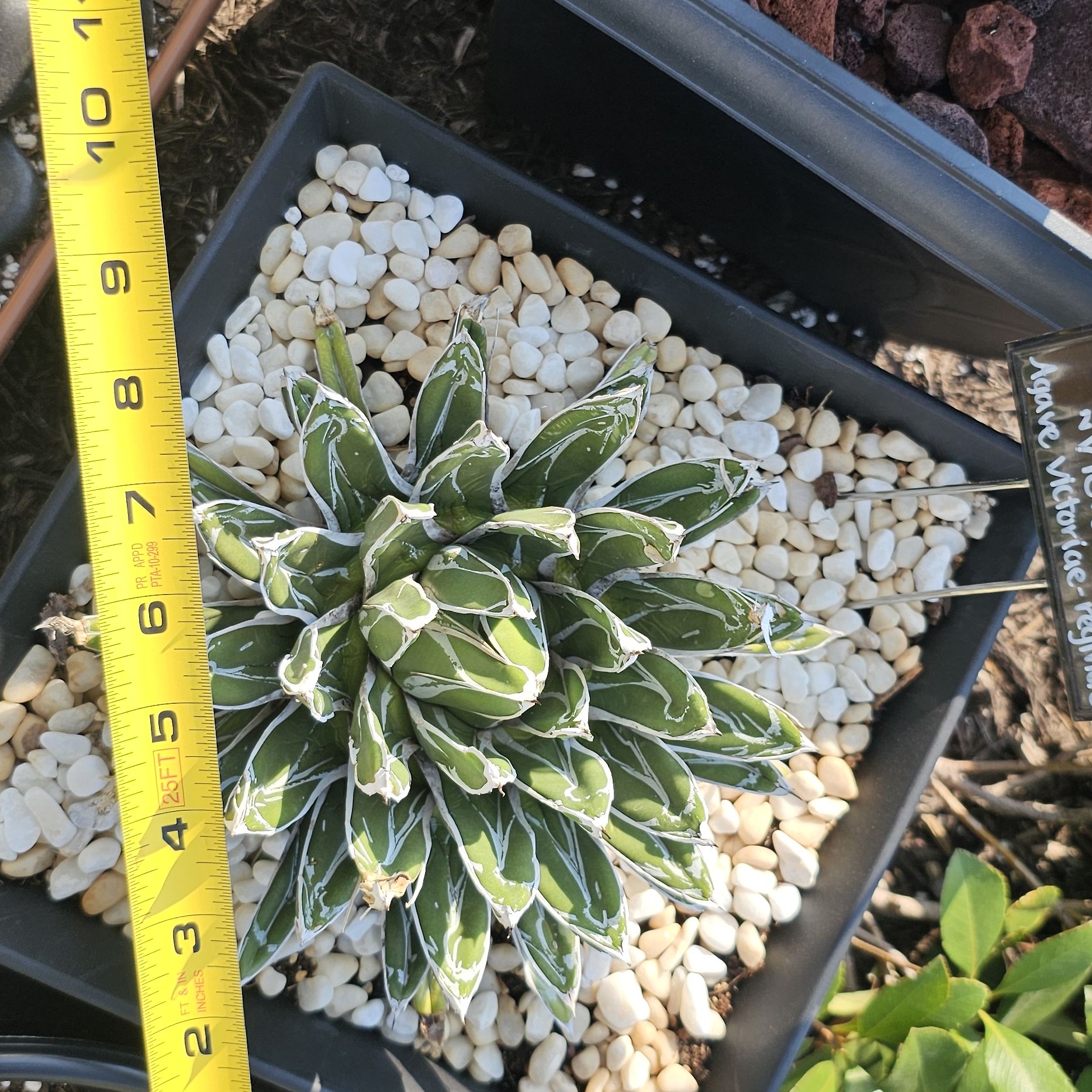 Photo of the plant species Agave victoria-reginae by @FunnySycamore named Baesil on Greg, the plant care app