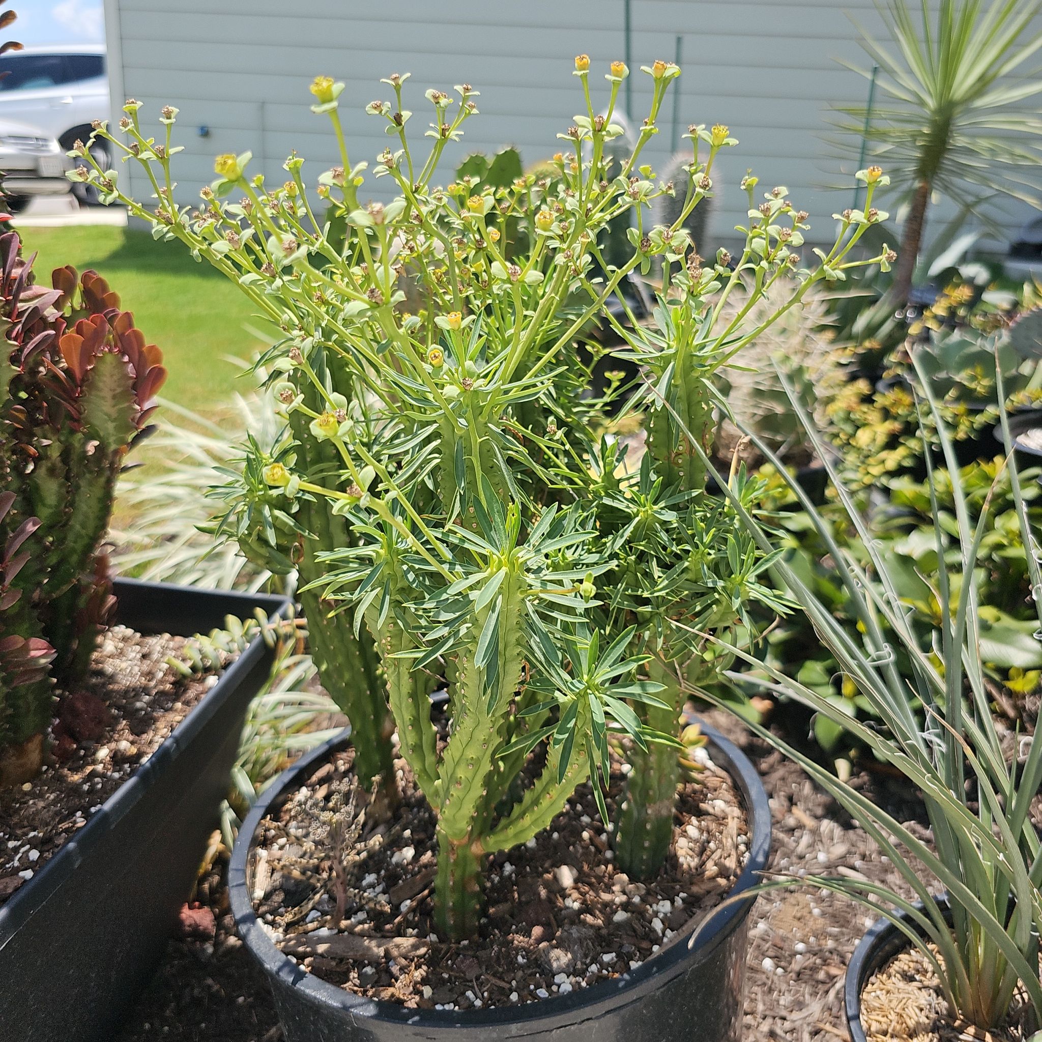 Photo of the plant species Euphorbia loricata by @FunnySycamore named The Larrys on Greg, the plant care app