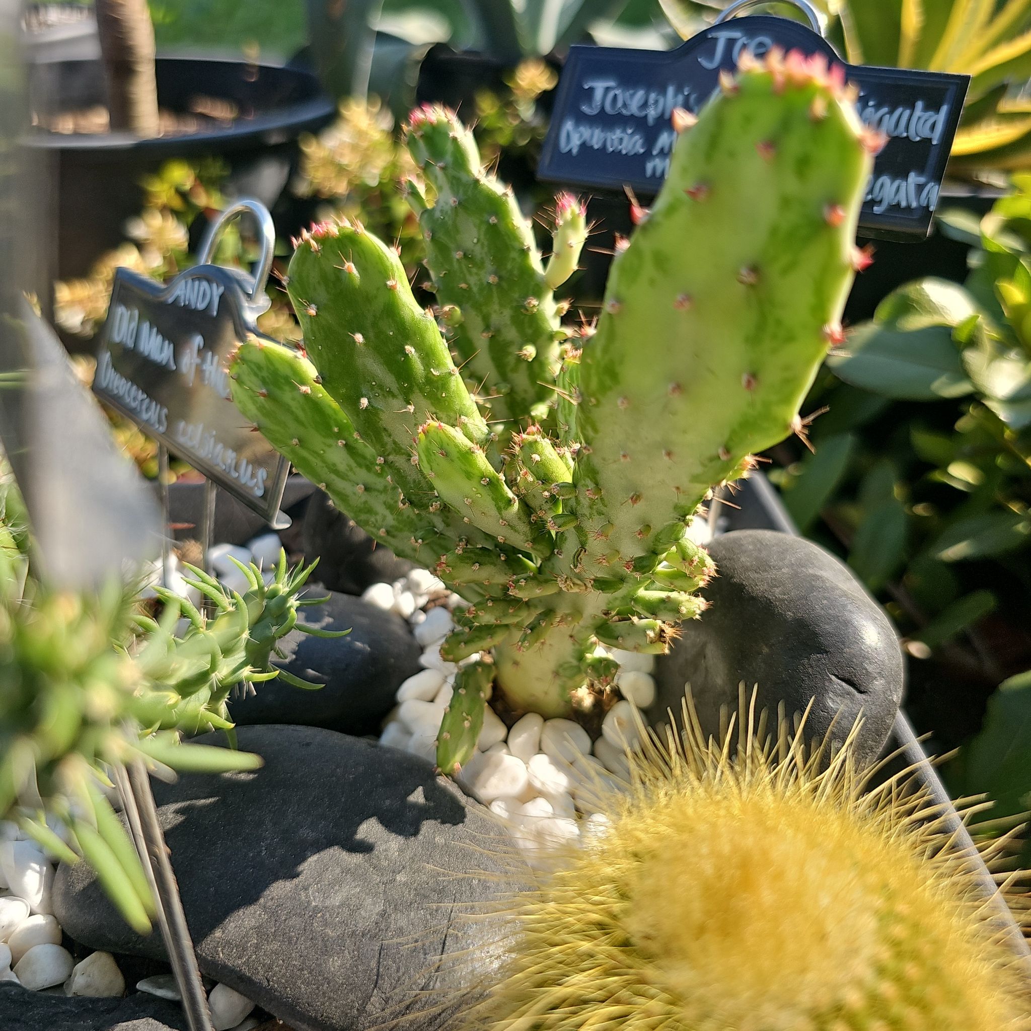 Photo of the plant species Joseph's Coat by @FunnySycamore named Navajo on Greg, the plant care app