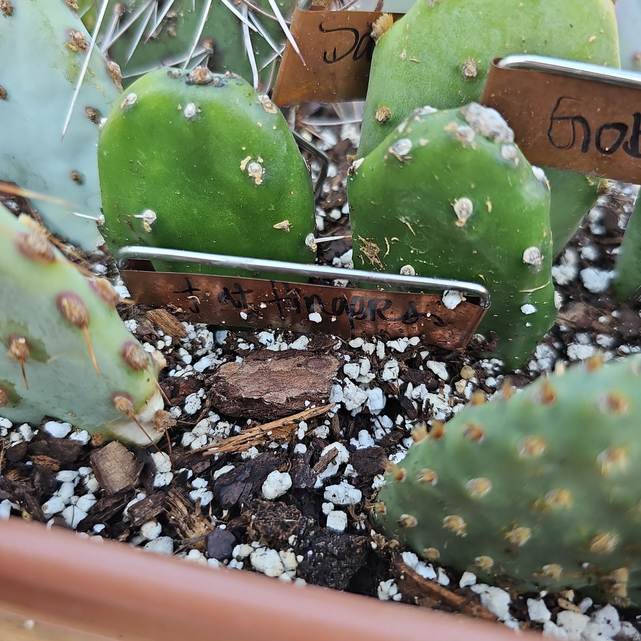 Photo of the plant species Opuntia 'Fat Fingers' by @FunnySycamore named Orlando Bloom on Greg, the plant care app