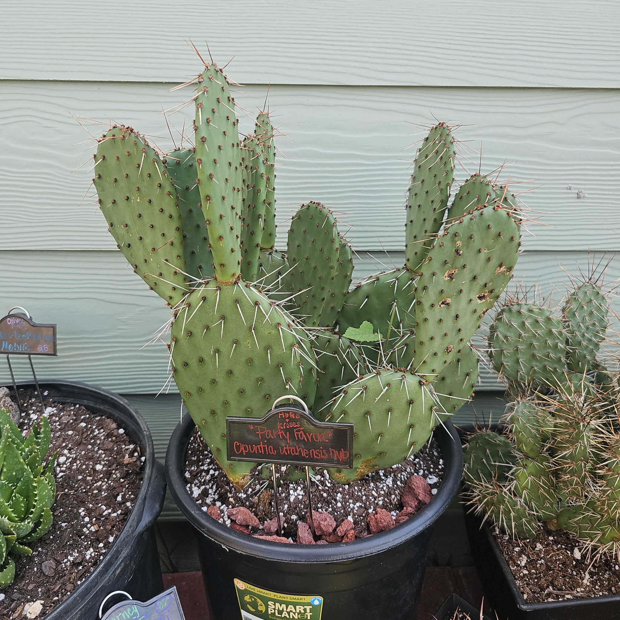 Photo of the plant species Opuntia utahensis 'Party Favor' by @FunnySycamore named LiloStitch on Greg, the plant care app