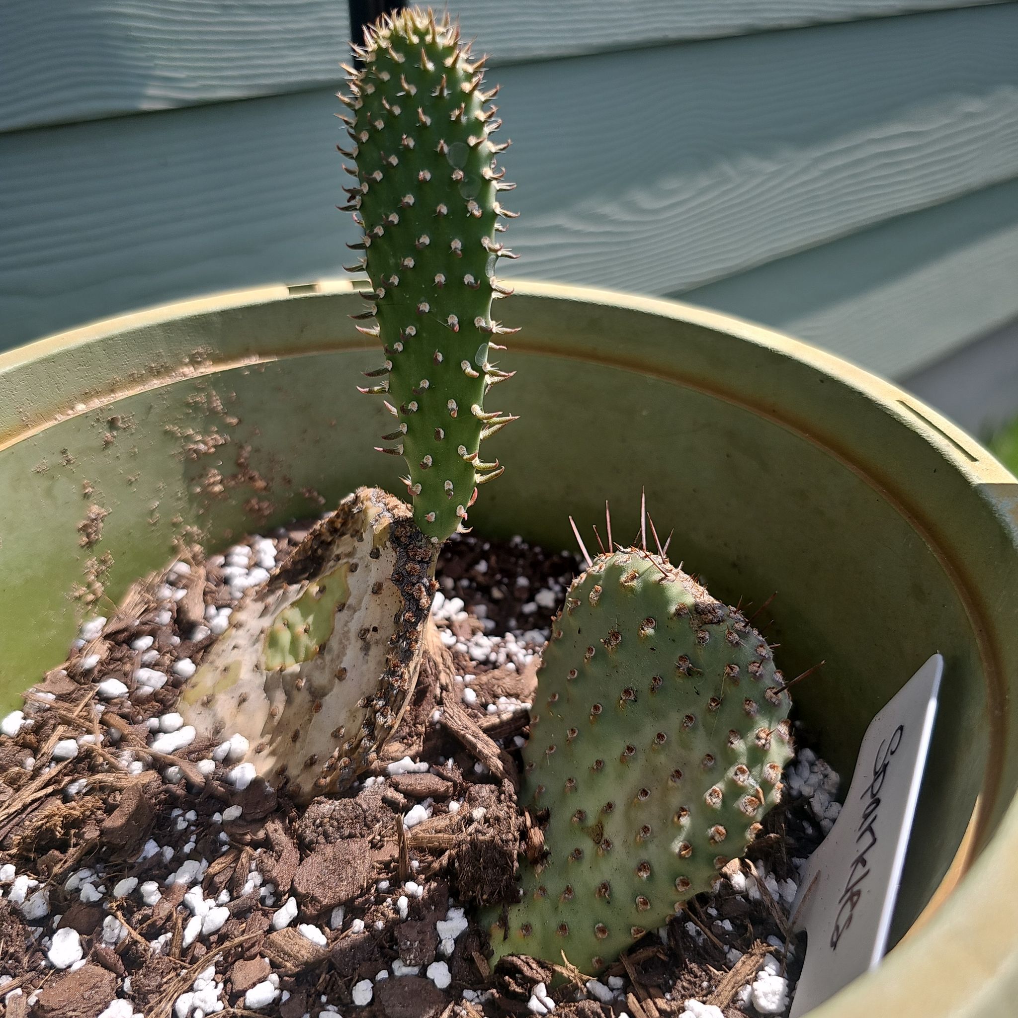 Photo of the plant species Opuntia polyacantha 'Orange Chiffon' by @FunnySycamore named Marilyn on Greg, the plant care app