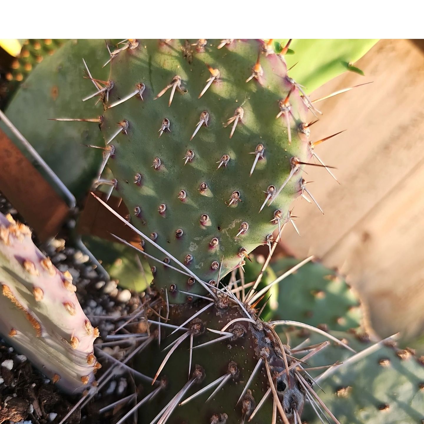 Photo of the plant species Dark Knight Prickly Pear by @FunnySycamore named Surya on Greg, the plant care app